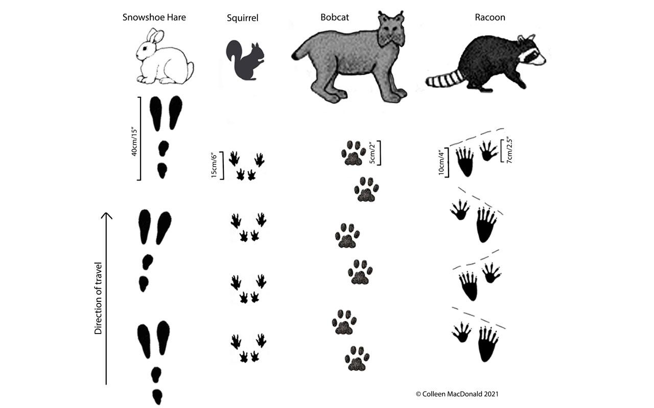 Exploring ​the ⁤Benefits of Animal Tracks Matching Games for Early Learning