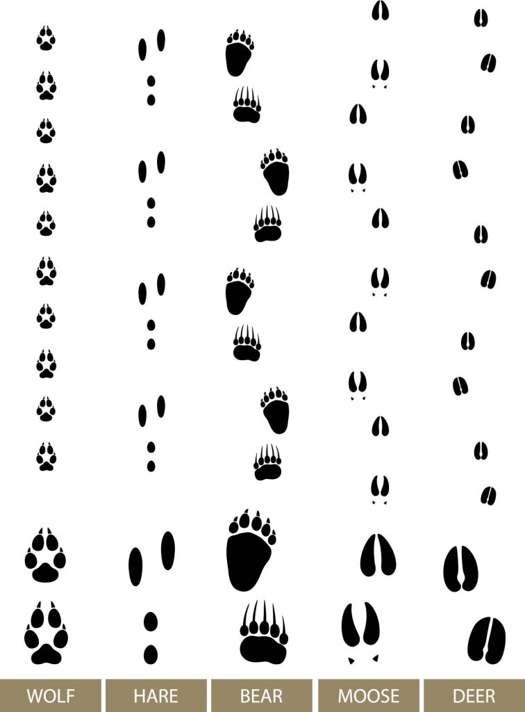 Engaging Free Printable Animal Tracks Matching Game for Kids